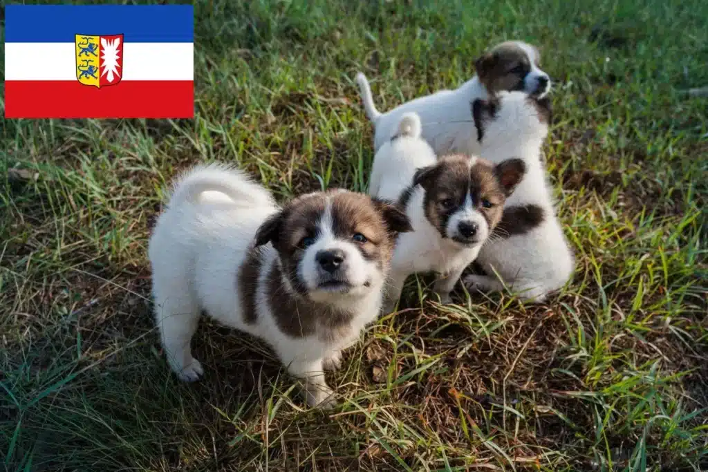 Thai Bangkaew Dog Züchter mit Welpen Schleswig-Holstein
