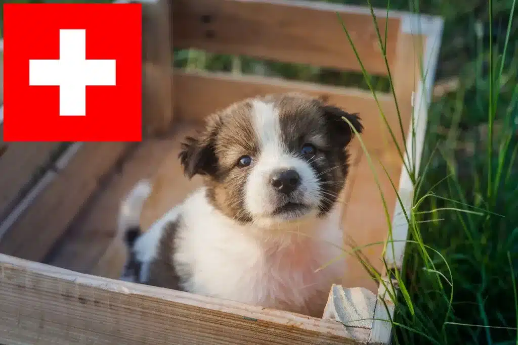 Thai Bangkaew Dog Züchter mit Welpen Schweiz