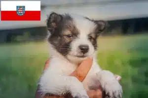 Read more about the article Thai Bangkaew Dog Züchter und Welpen in Thüringen