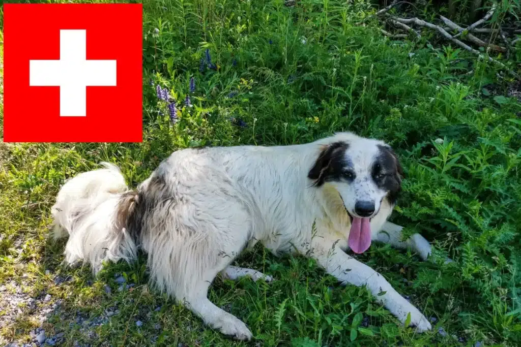 Tornjak Züchter mit Welpen Schweiz