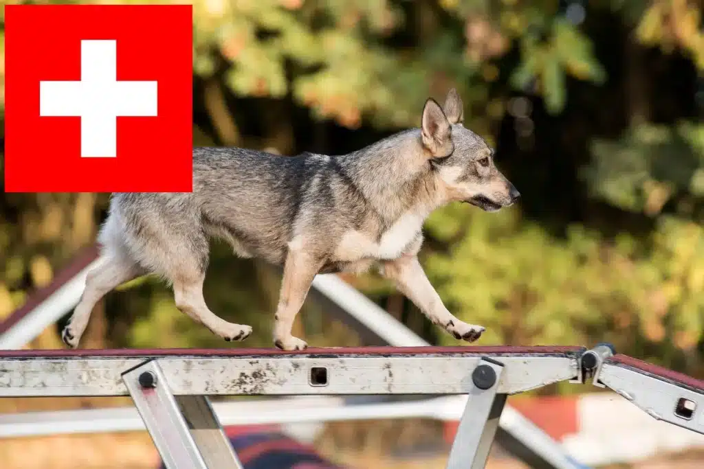 Västgötaspets Züchter mit Welpen Schweiz