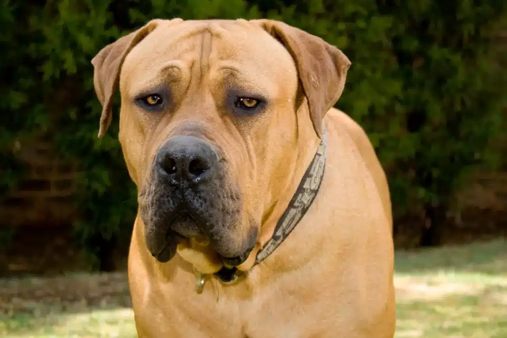 Boerboel Züchter mit Welpen Thüringen