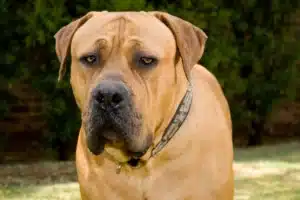 Read more about the article Boerboel Züchter