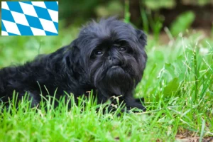 Read more about the article Affenpinscher Züchter und Welpen in Bayern