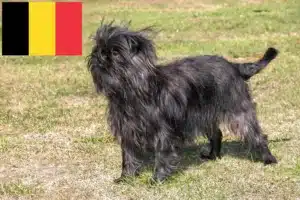 Read more about the article Affenpinscher Züchter und Welpen in Belgien