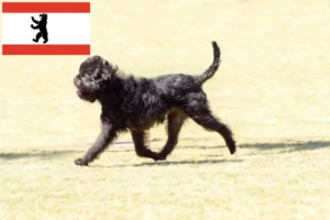 Read more about the article Affenpinscher Züchter und Welpen in Berlin