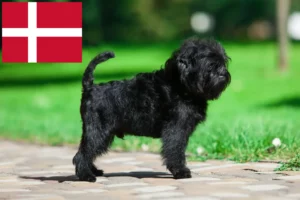 Read more about the article Affenpinscher Züchter und Welpen in Dänemark