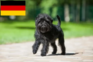 Read more about the article Affenpinscher Züchter und Welpen in Deutschland