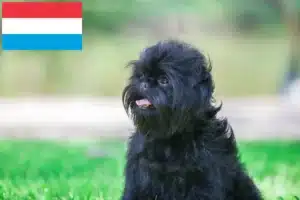 Read more about the article Affenpinscher Züchter und Welpen in Luxemburg