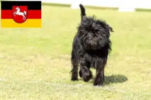 Read more about the article Affenpinscher Züchter und Welpen in Niedersachsen