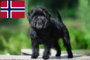 Read more about the article Affenpinscher Züchter und Welpen in Norwegen