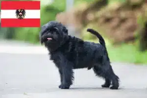 Read more about the article Affenpinscher Züchter und Welpen in Österreich