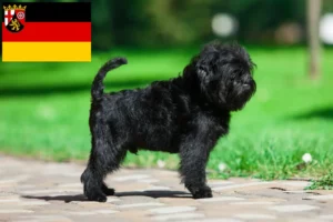 Read more about the article Affenpinscher Züchter und Welpen in Rheinland-Pfalz