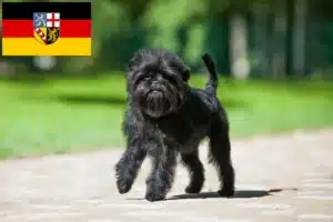 Read more about the article Affenpinscher Züchter und Welpen im Saarland