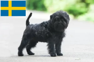 Read more about the article Affenpinscher Züchter und Welpen in Schweden