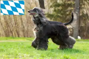 Read more about the article Afghanischer Windhund Züchter und Welpen in Bayern