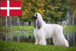 Read more about the article Afghanischer Windhund Züchter und Welpen in Dänemark