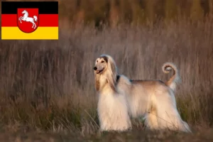 Read more about the article Afghanischer Windhund Züchter und Welpen in Niedersachsen