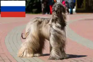 Read more about the article Afghanischer Windhund Züchter und Welpen in Russland