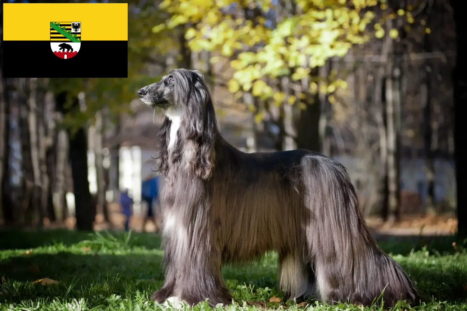Afghanischer Windhund Welpen und Züchter Sachsen-Anhalt Hier findest Du Afghanische Windhunde Züchter in Sachsen-Anhalt.