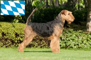 Read more about the article Airedale Terrier Züchter und Welpen in Bayern