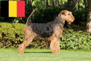 Read more about the article Airedale Terrier Züchter und Welpen in Belgien