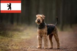 Read more about the article Airedale Terrier Züchter und Welpen in Berlin