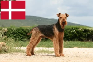 Read more about the article Airedale Terrier Züchter und Welpen in Dänemark