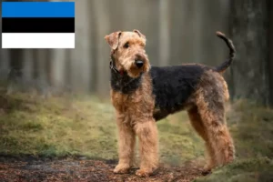 Read more about the article Airedale Terrier Züchter und Welpen in Estland