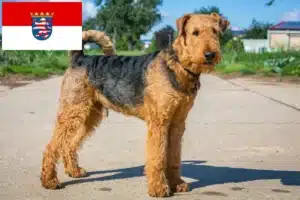 Read more about the article Airedale Terrier Züchter und Welpen in Hessen