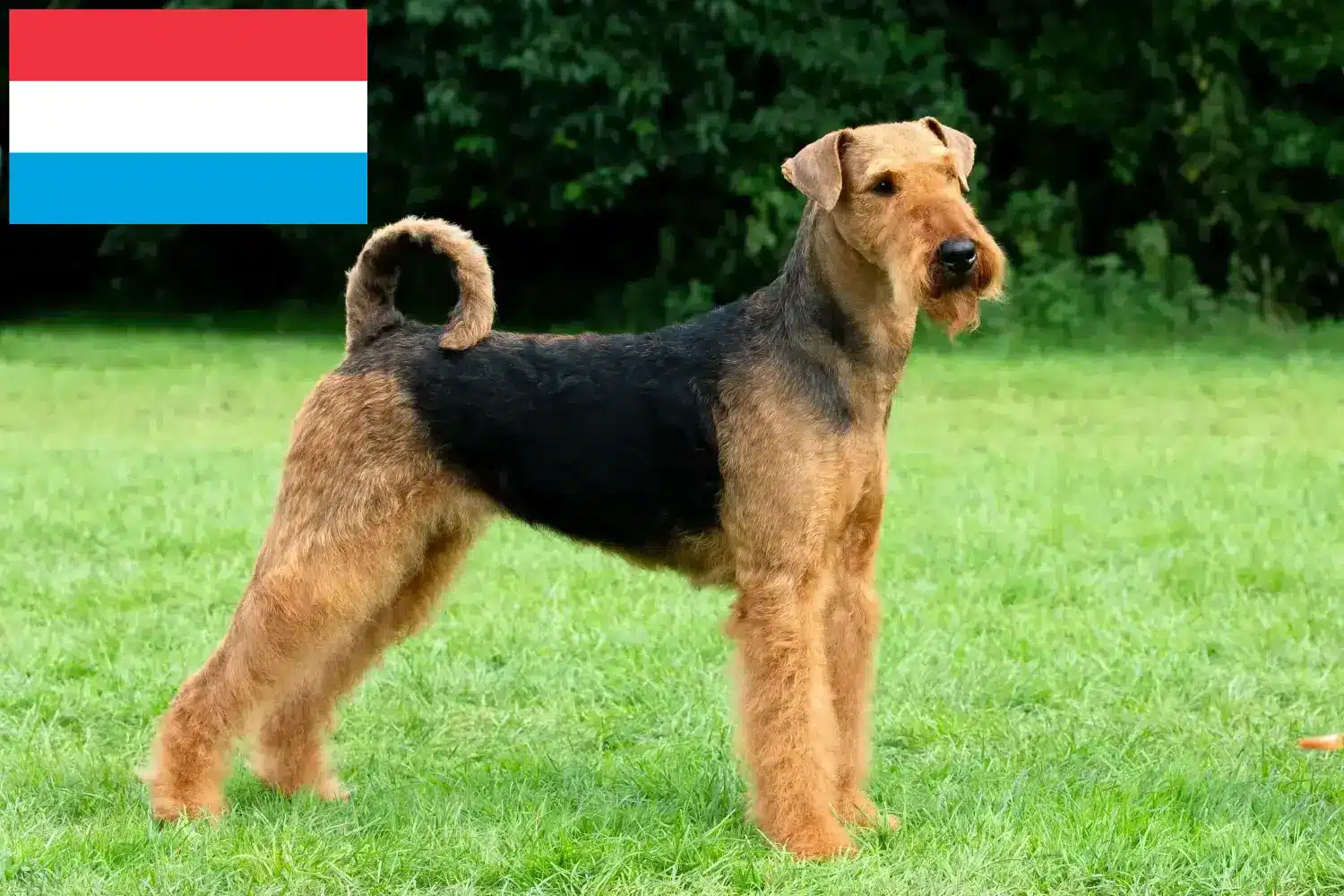 Airedale Terrier Welpen und Züchter Luxemburg Hier findest Du Airedale Terrier Züchter in Luxemburg.
