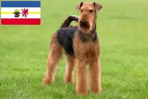 Read more about the article Airedale Terrier Züchter und Welpen in Mecklenburg-Vorpommern