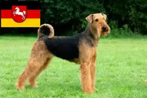 Read more about the article Airedale Terrier Züchter und Welpen in Niedersachsen