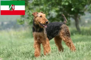 Read more about the article Airedale Terrier Züchter und Welpen in Nordrhein-Westfalen