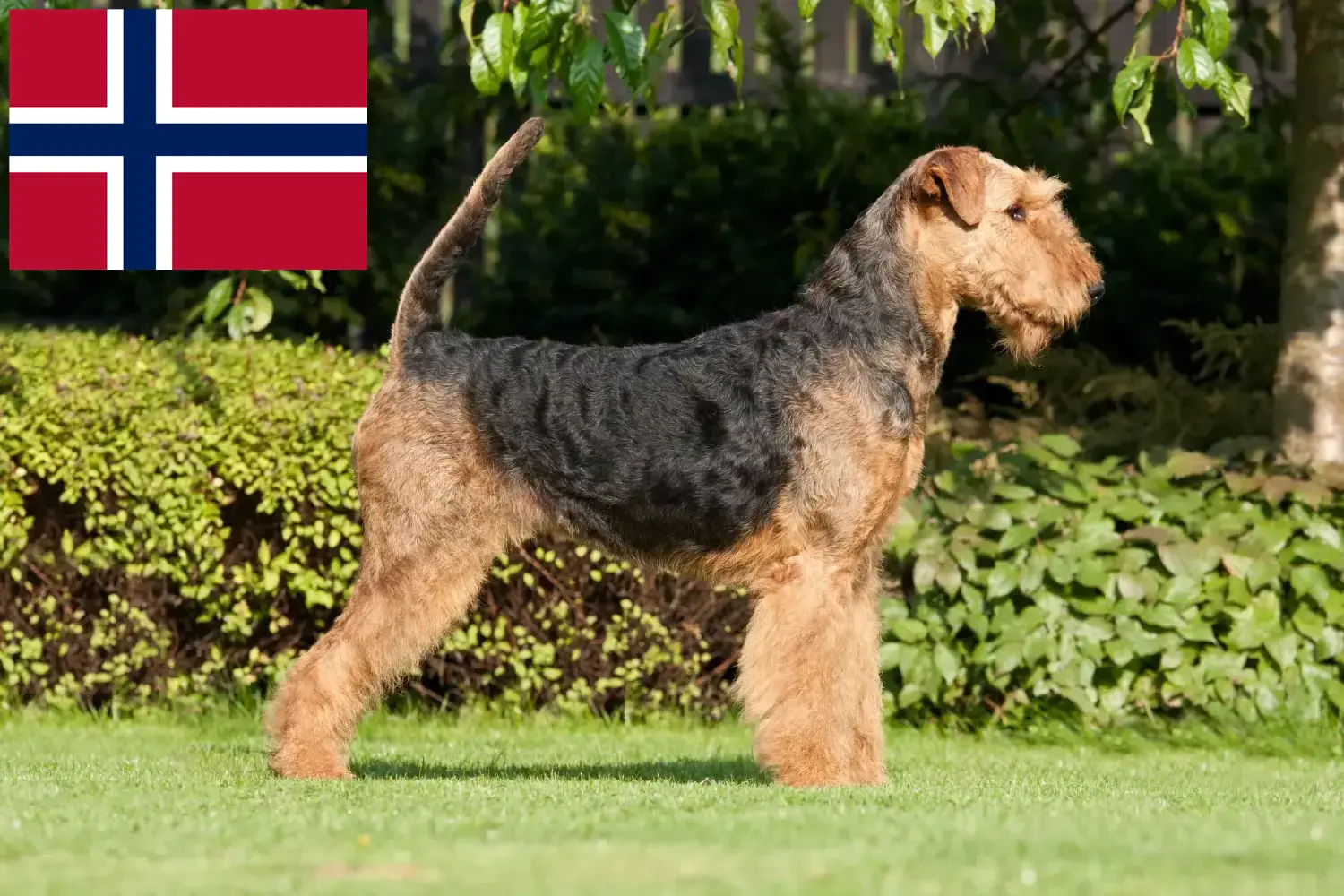 Airedale Terrier Welpen und Züchter Norwegen Hier findest Du Airedale Terrier Züchter in Norwegen.