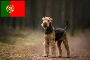 Read more about the article Airedale Terrier Züchter und Welpen in Portugal