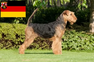 Read more about the article Airedale Terrier Züchter und Welpen in Rheinland-Pfalz