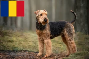 Read more about the article Airedale Terrier Züchter und Welpen in Rumänien