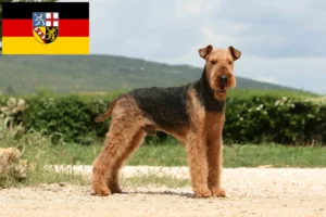 Read more about the article Airedale Terrier Züchter und Welpen im Saarland