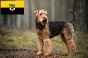 Read more about the article Airedale Terrier Züchter und Welpen in Sachsen-Anhalt