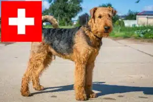 Read more about the article Airedale Terrier Züchter und Welpen in der Schweiz