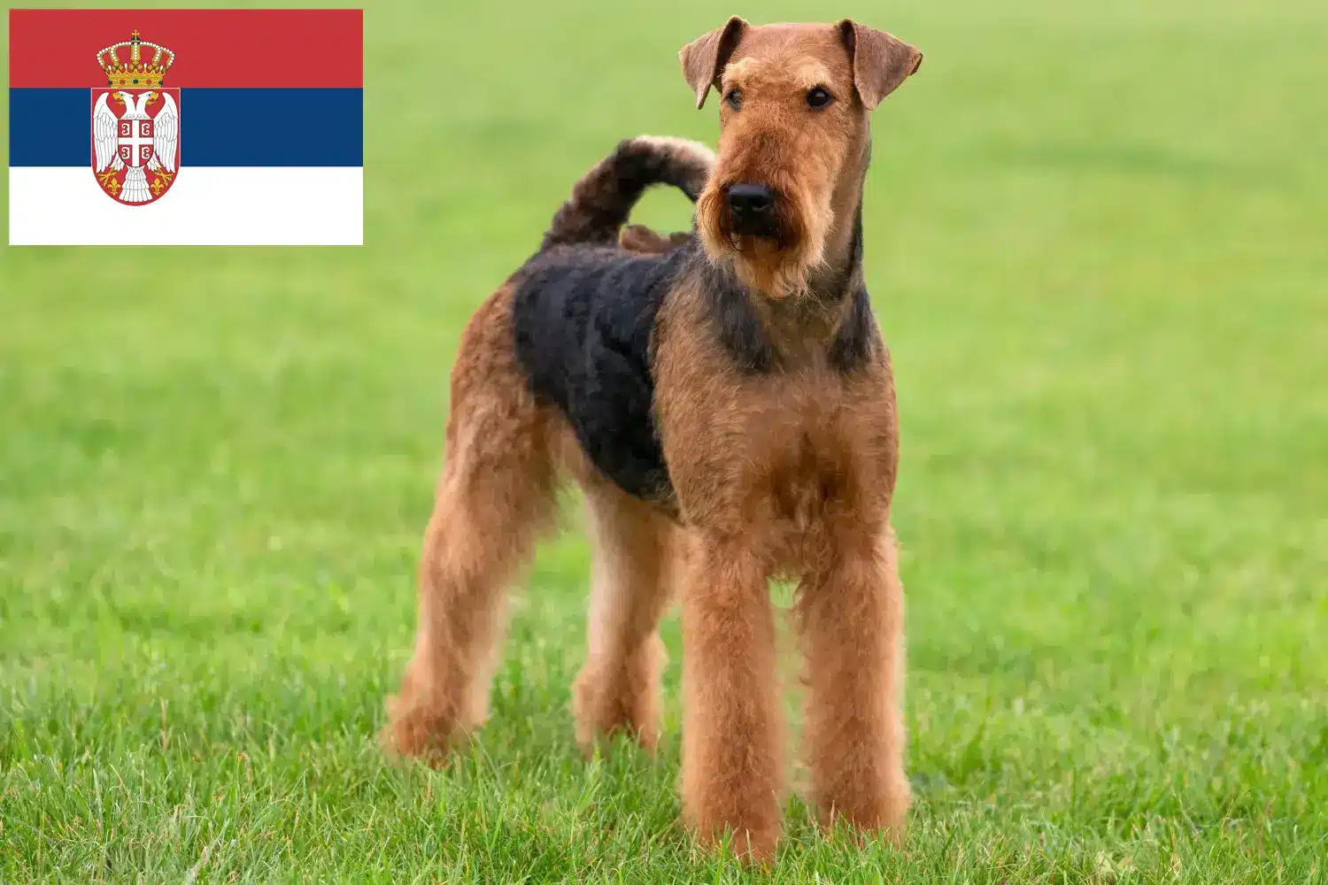 Airedale Terrier Welpen und Züchter Serbien Hier findest Du Airedale Terrier Züchter in Serbien.