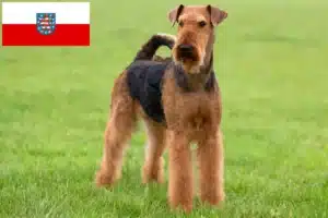 Read more about the article Airedale Terrier Züchter und Welpen in Thüringen