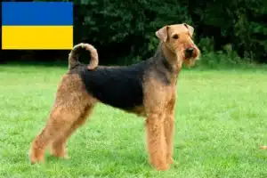 Read more about the article Airedale Terrier Züchter und Welpen in der Ukraine