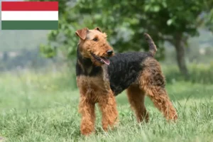 Read more about the article Airedale Terrier Züchter und Welpen in Ungarn