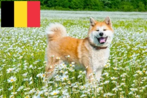 Read more about the article Akita Züchter und Welpen in Belgien