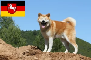 Read more about the article Akita Züchter und Welpen in Niedersachsen