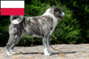 Read more about the article Akita Züchter und Welpen in Polen