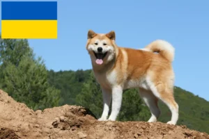 Read more about the article Akita Züchter und Welpen in der Ukraine