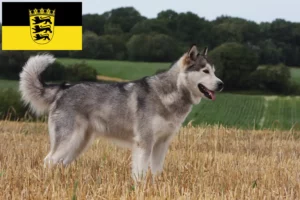 Read more about the article Alaskan Malamute Züchter und Welpen in Baden-Württemberg